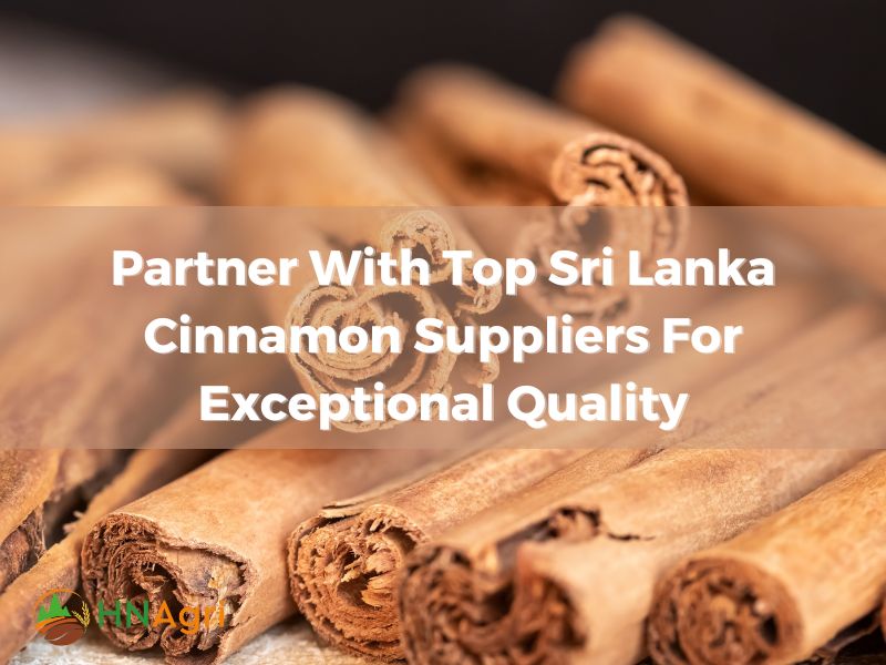 partner-with-top-sri-lanka-cinnamon-suppliers-for-exceptional-quality